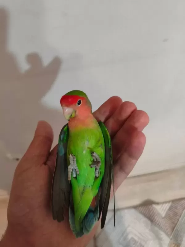 Acil Satılık Sevda Papağanı