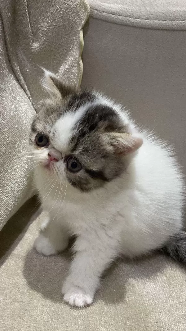 Exotic Shortair Dişi