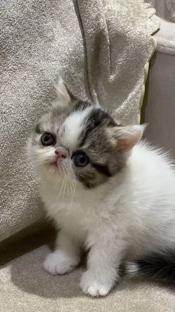 Exotic Shortair Dişi