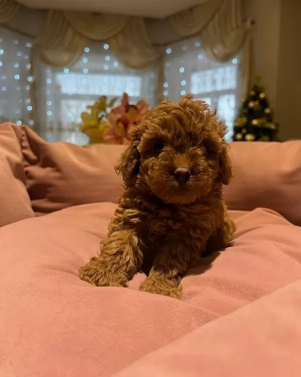 Toy Poodle Köpeğimiz