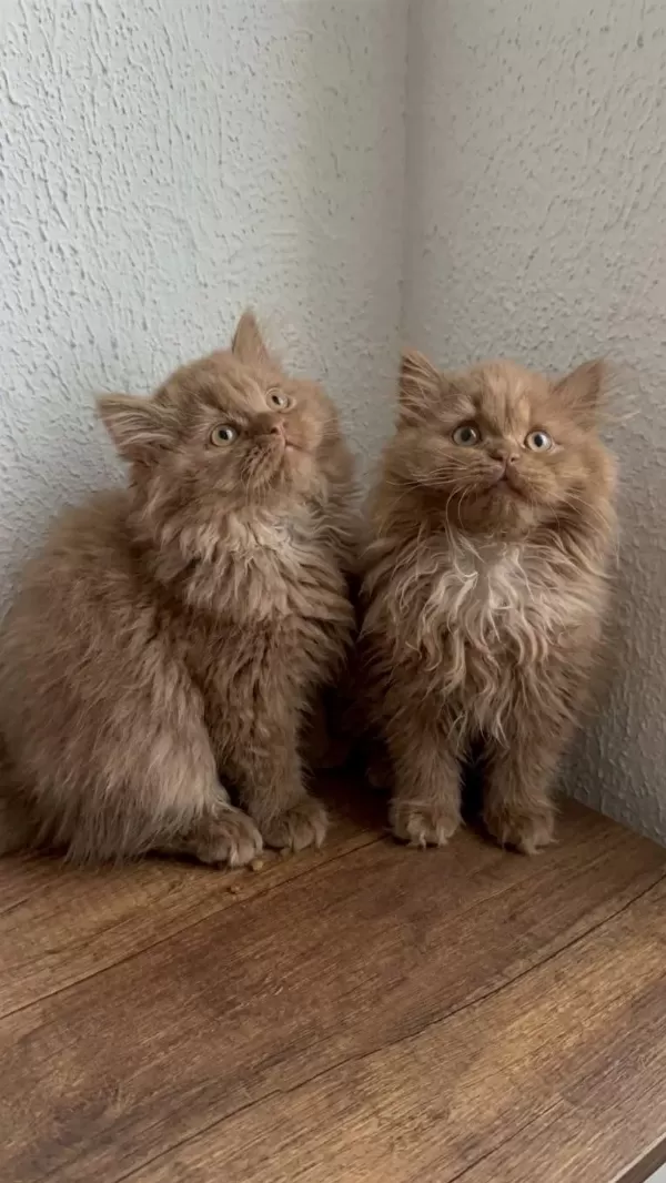 British Longhair Cinnamon Bebekler