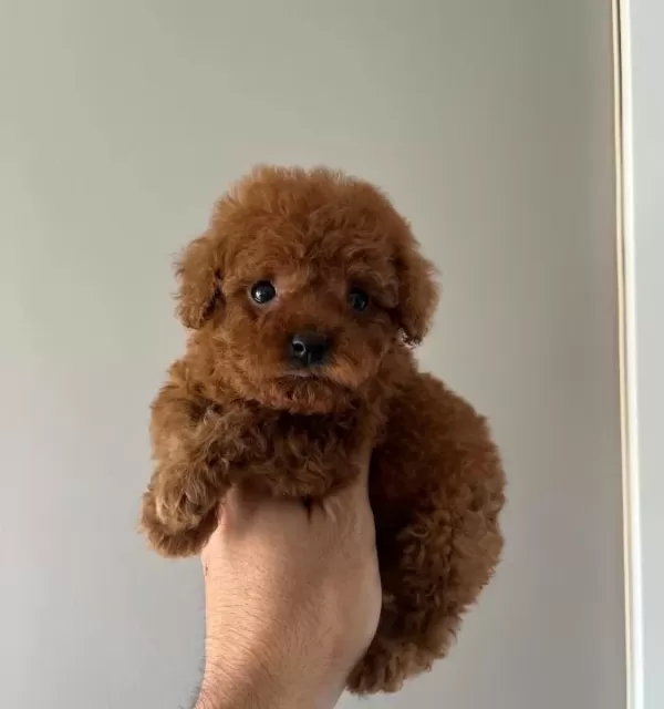 Safkan Redbrown Toy Teacup Korekan Poodle