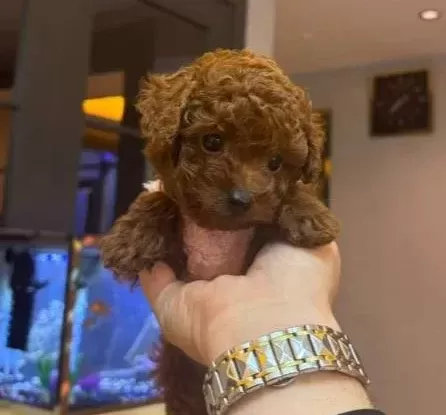 65 Günlük Toy Poddle 3 Erkek Kardeş