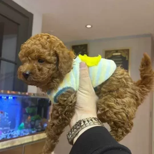 65 Günlük Toy Poddle 3 Erkek Kardeş