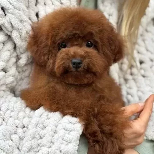 Kipkirmizi Red Toy Poodle Sevi Mli Yavrular