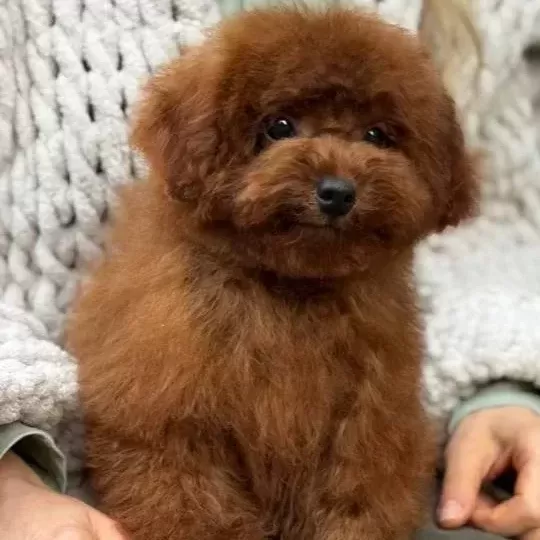 Kipkirmizi Red Toy Poodle Sevi Mli Yavrular
