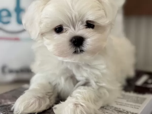 Petmode Köpek Çifrliğinden Tea Cup Kore Kan Maltese