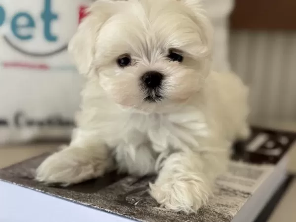Petmode Köpek Çifrliğinden Tea Cup Kore Kan Maltese