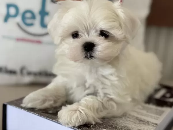 Petmode Köpek Çifrliğinden Tea Cup Kore Kan Maltese