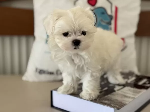 Petmode Köpek Çifrliğinden Tea Cup Kore Kan Maltese