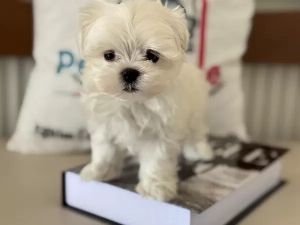 Petmode Köpek Çifrliğinden Tea Cup Kore Kan Maltese
