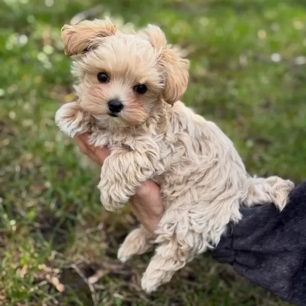 Efsane Maltipoo Yavrulari