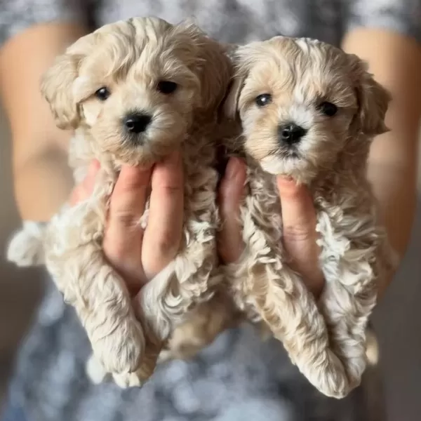Efsane Maltipoo Yavrulari