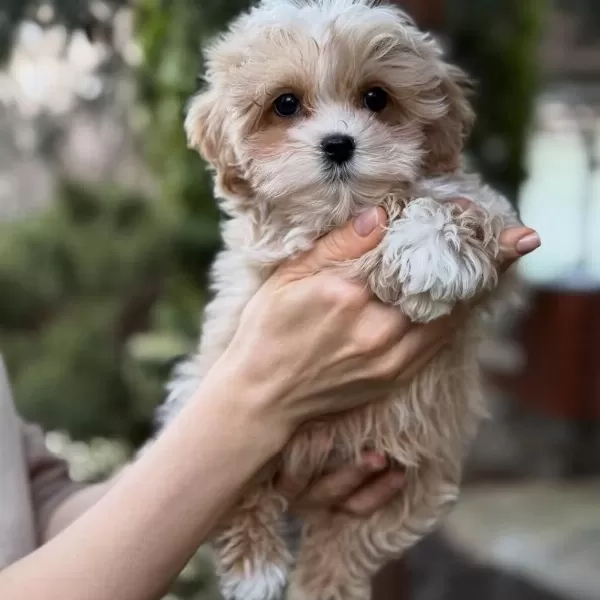 Efsane Maltipoo Yavrulari