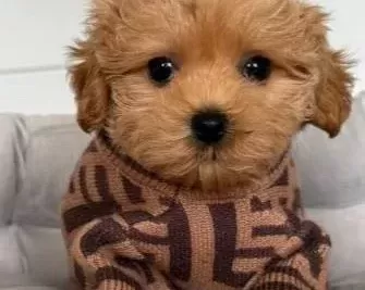 Malti Poo Ci Nsi Yavrular Ev Üreti Mi