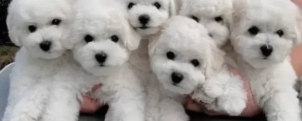 Maltese Terri Er Ci Nsi Yavrular