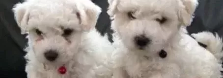 Maltese Terri Er Ci Nsi Yavrular