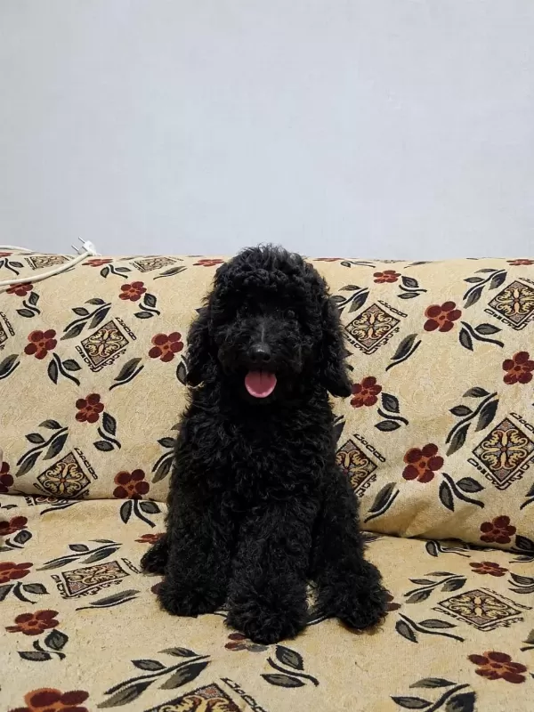 Harika Bir Siyah Yavru Poodle