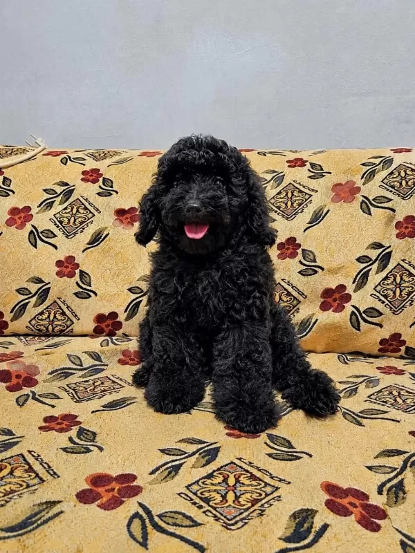 Harika Bir Siyah Yavru Poodle