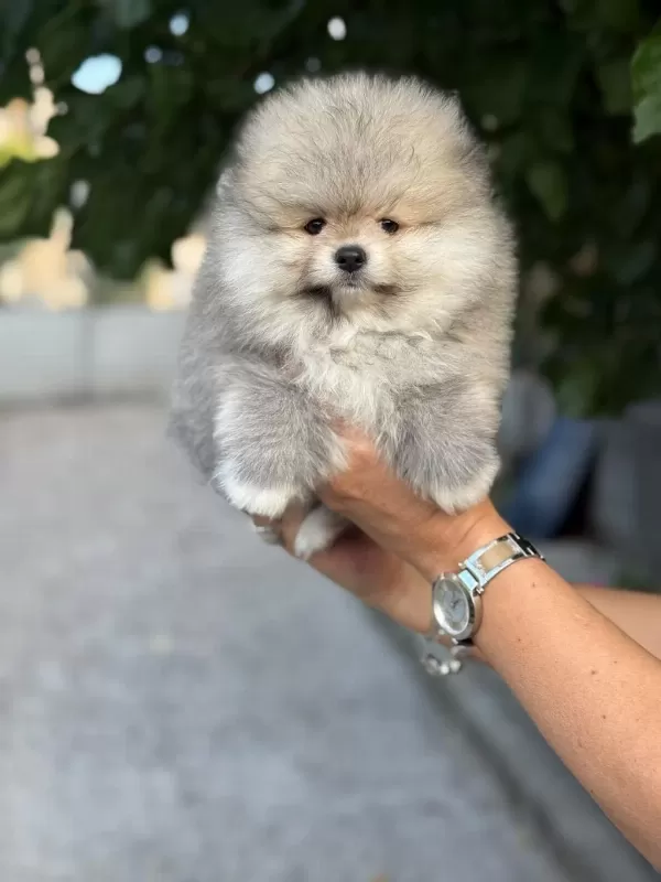 Poodle Ayıcıklarımız Sizi Bekliyor