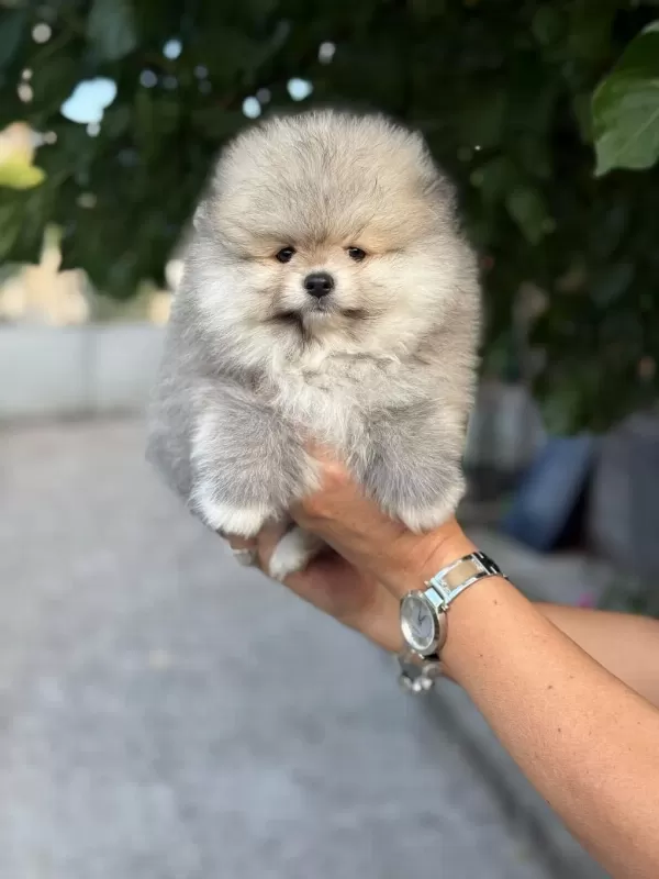 Poodle Ayıcıklarımız Sizi Bekliyor
