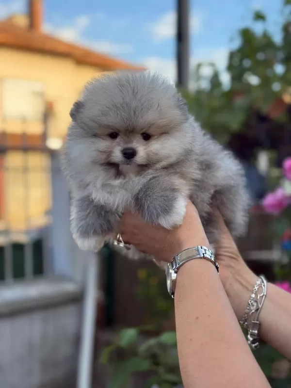 Poodle Ayıcıklarımız Sizi Bekliyor