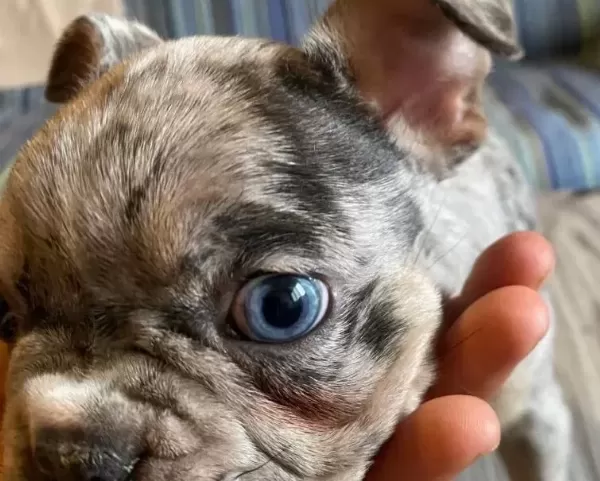 French Buldog Merle Özel Renk