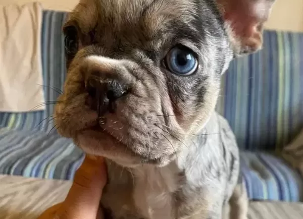French Buldog Merle Özel Renk