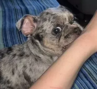 French Buldog Merle Özel Renk