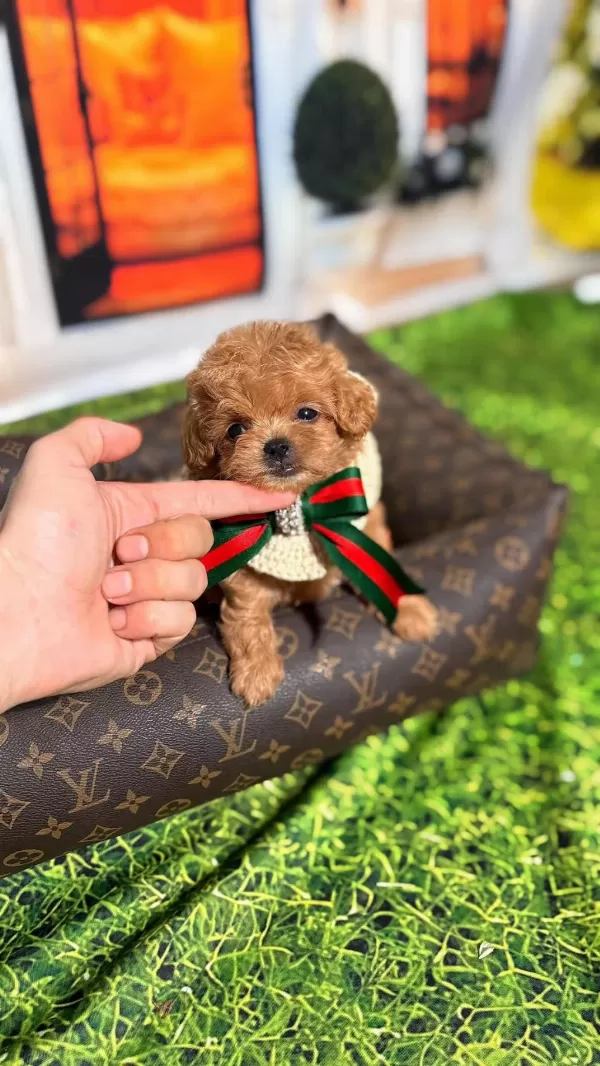 Tüy Dökmeyen Poodle Minikler Ailelerini Bekliyor