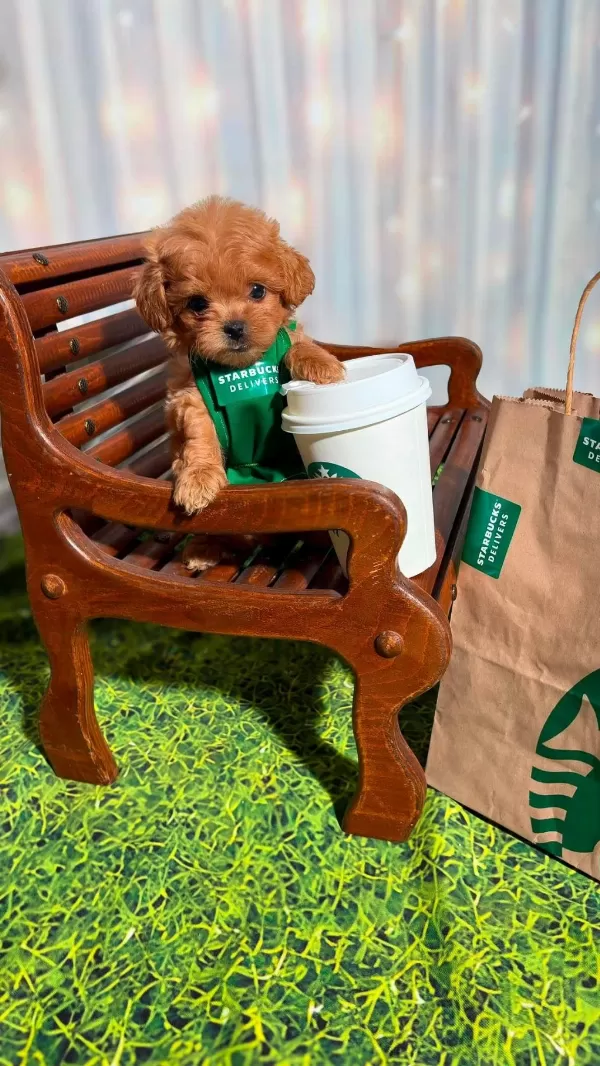 Tüy Dökmeyen Poodle Minikler Ailelerini Bekliyor