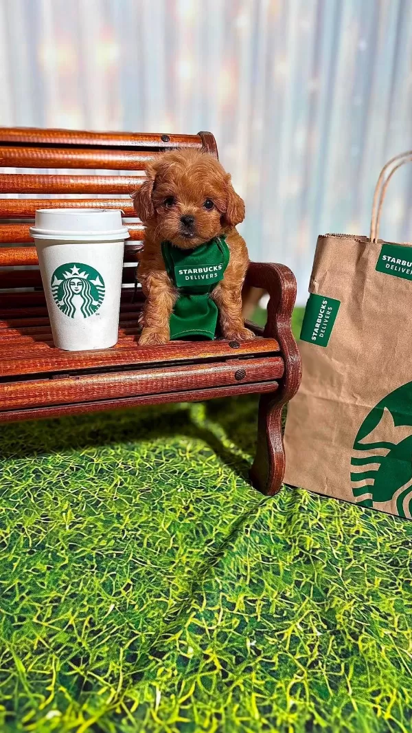 Tüy Dökmeyen Poodle Minikler Ailelerini Bekliyor