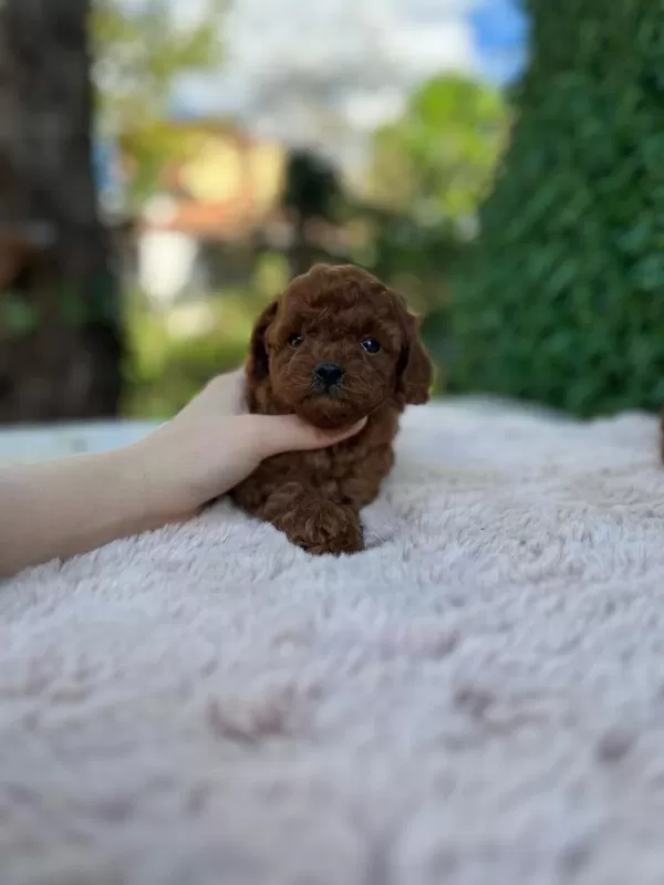 Poodle Kıvırcıklarımız Yeni Ailelerini Bekliyor