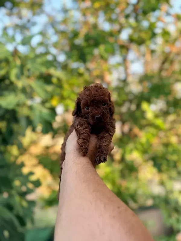 Poodle Kıvırcıklarımız Yeni Ailelerini Bekliyor