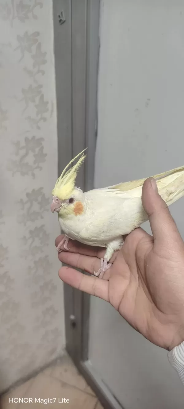 Full Evcil Yavru Ele Alışkın Muhabbet Kuşu