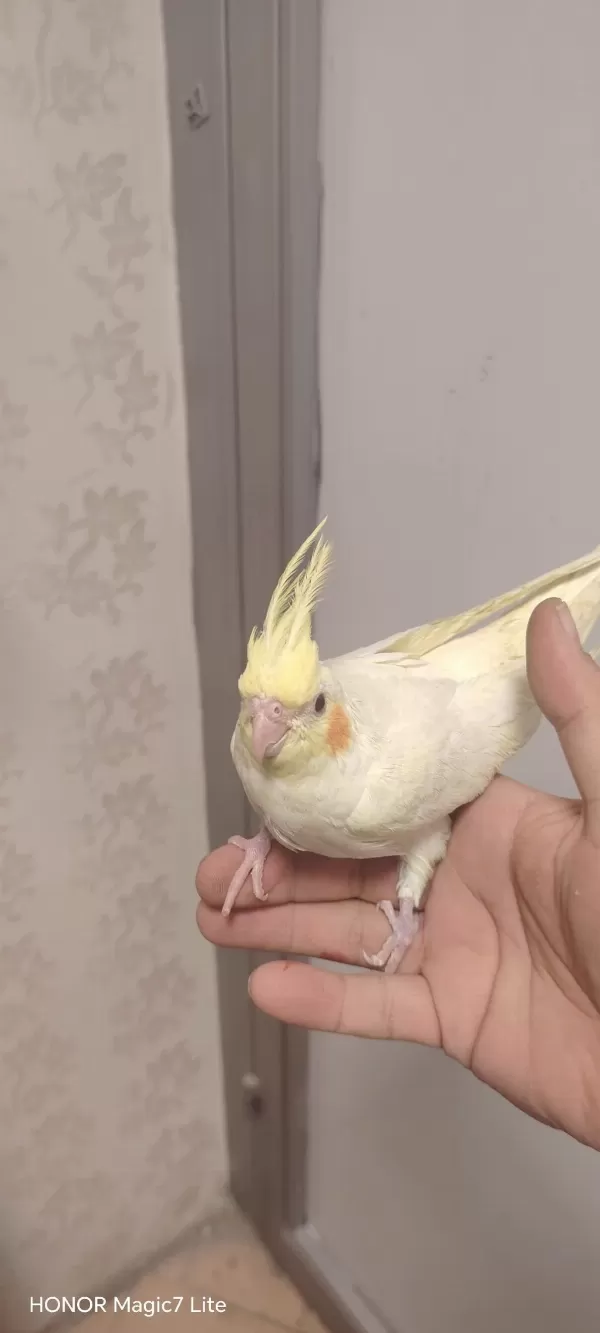 Full Evcil Yavru Ele Alışkın Muhabbet Kuşu
