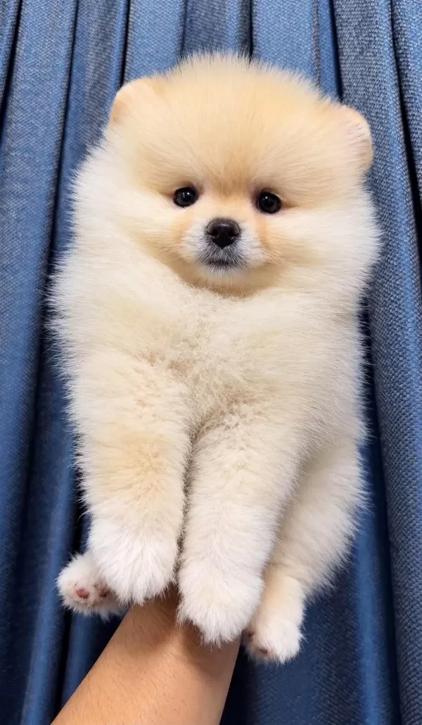 Pomeranian Boo Dişi Yavrumuz