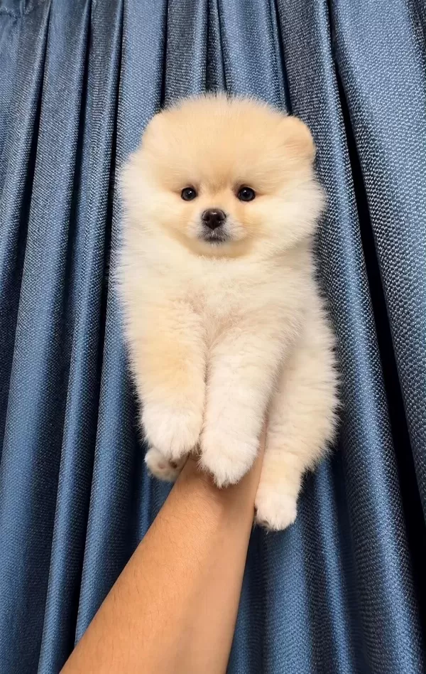 Pomeranian Boo Dişi Yavrumuz