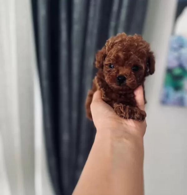 Türkiyenin En Özel En Minik Teacup Poodle