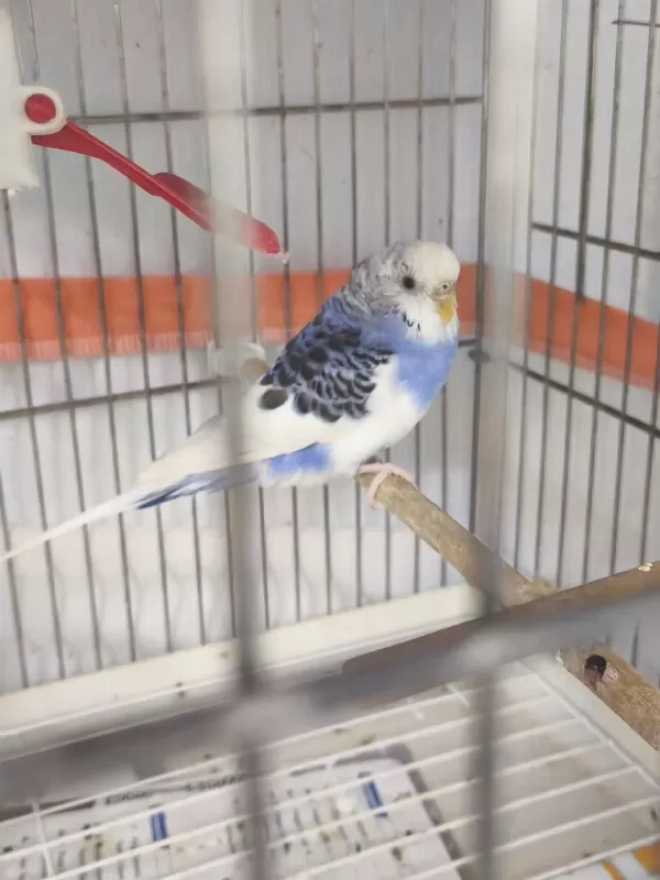 Yetişkin Dişi Muhabbet Kuşu