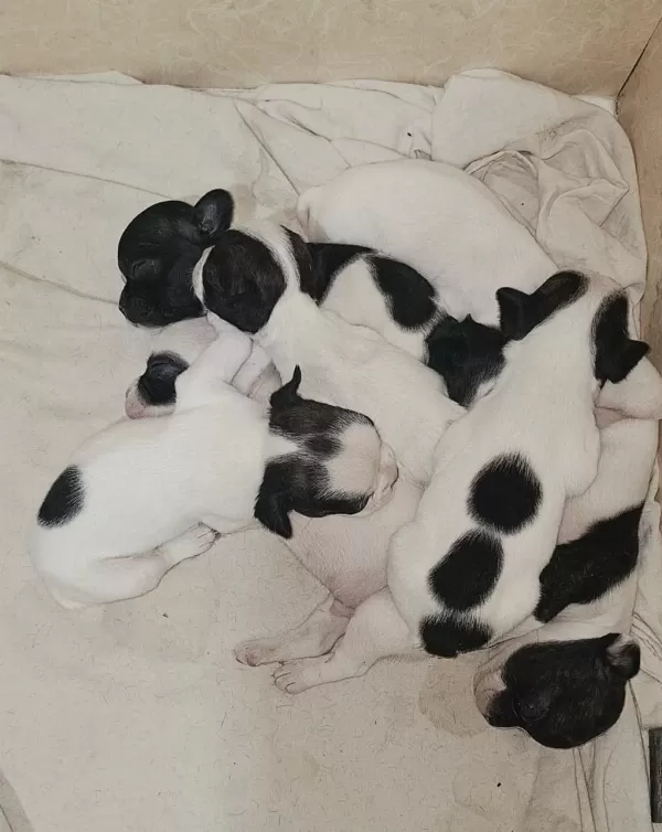 French Bulldog Yavrularımız Veteriner Kontrolün De Teslim