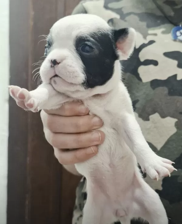 French Bulldog Yavrularımız Veteriner Kontrolün De Teslim