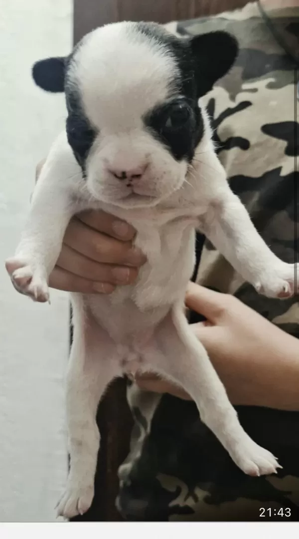 French Bulldog Yavrularımız Veteriner Kontrolün De Teslim
