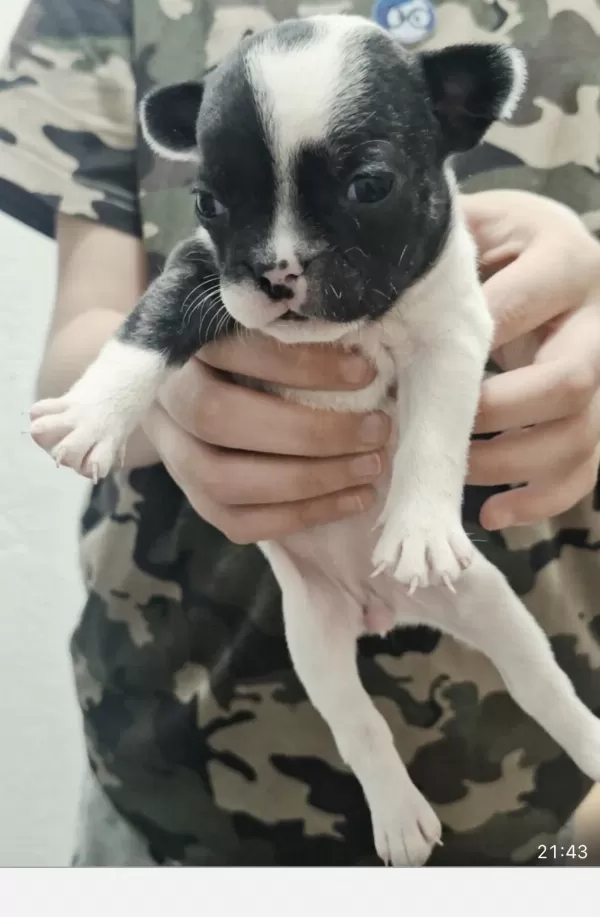 French Bulldog Yavrularımız Veteriner Kontrolün De Teslim