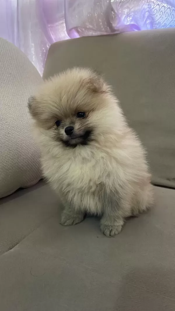 Pomeranian Boo 2 Aylık