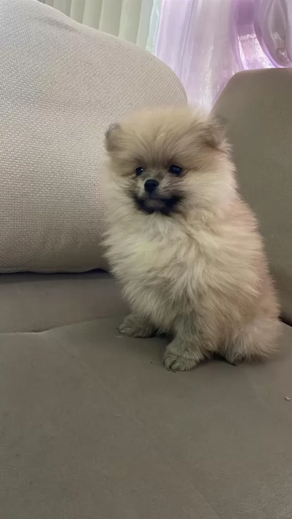 Pomeranian Boo 2 Aylık