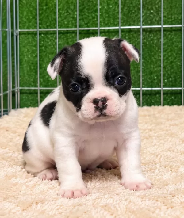 Sağlıklı French Bulldog Yavrular