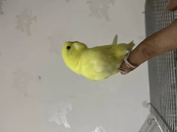 Bebek Muhabbet Kuşu Nokta Hatasiz Sari