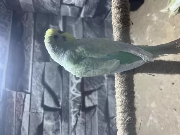 Erkek Muhabbet Kuşu Nadir Bulunan Renk