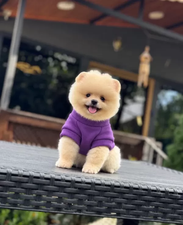 Sağlık Ve İrk Garantili Pomeranian